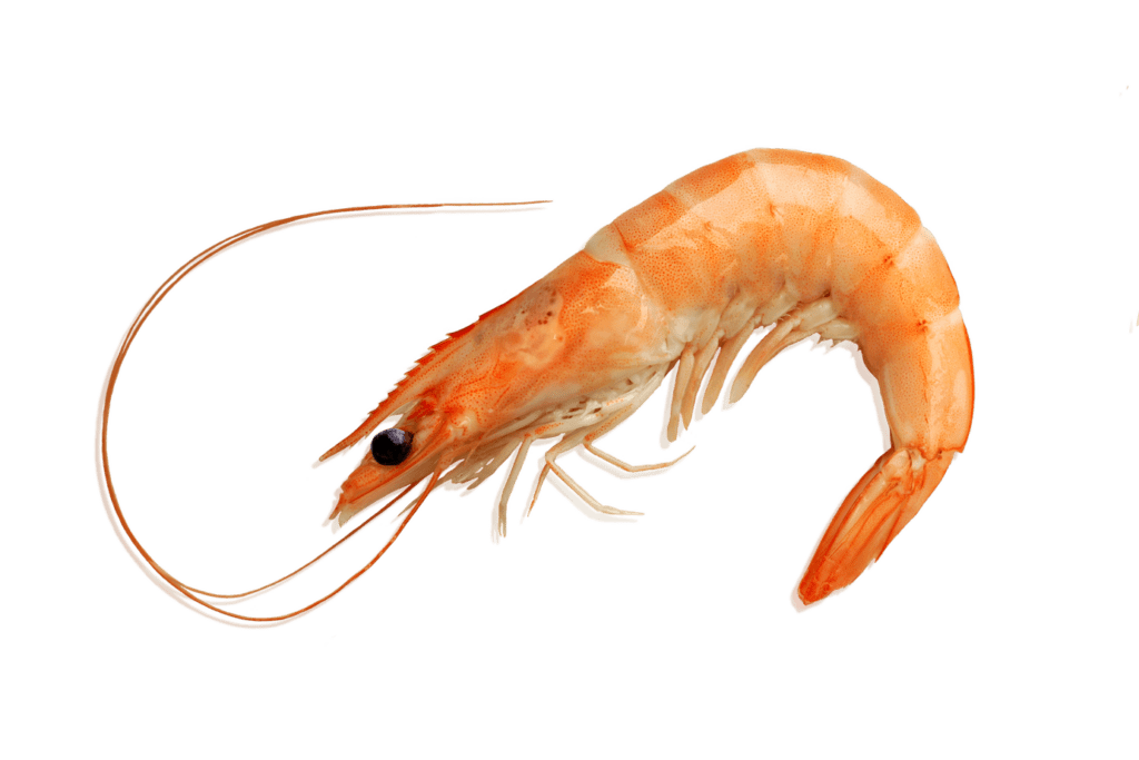 Langostino cocido